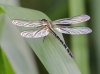 J19_9403 Microgomphus wijaya female